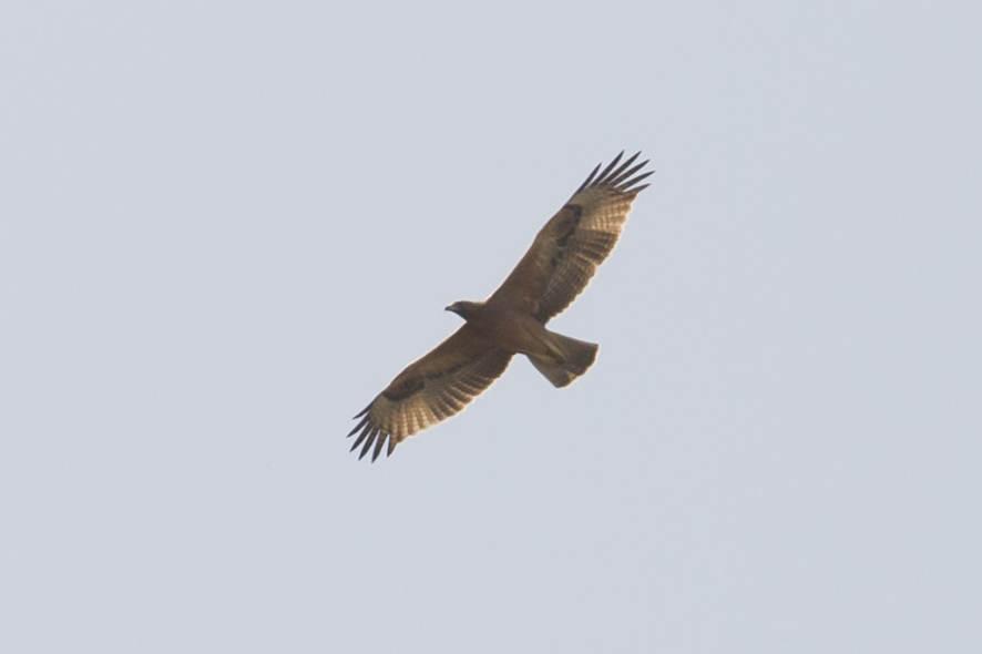 Juvenile Bonelli s Eagle -