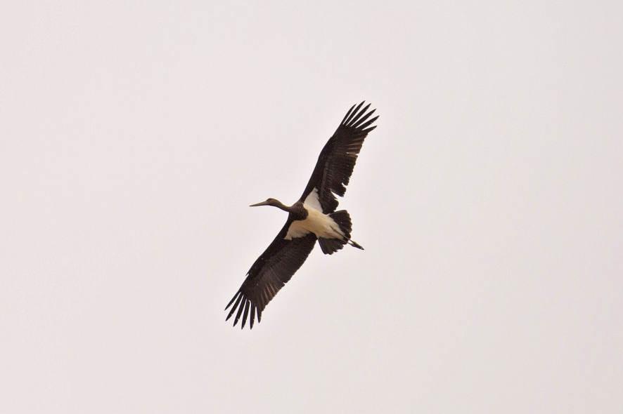 Migrating adult Black Stork -