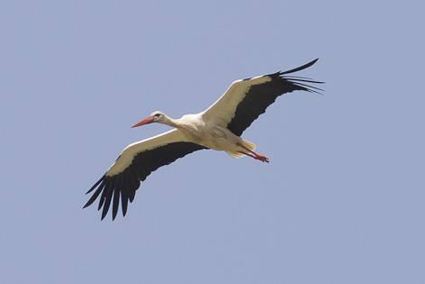 White Stork a closer