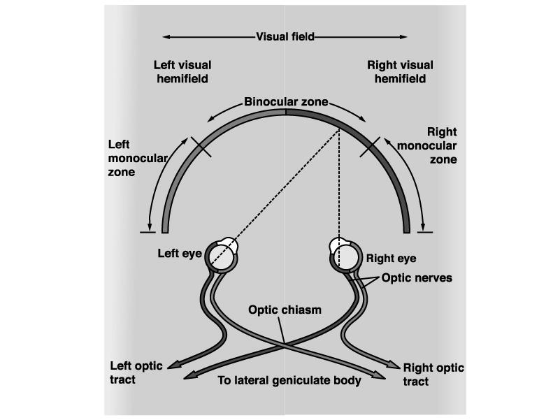 optic radiation, to the visual cortex of the occipital lobe.