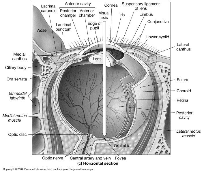 VISION: The EYE There are basically three main layers (tunics) to the wall of eye organ Outer fibrous tunic