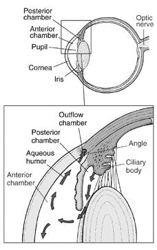 The EYE: Internal Structures Near the anterior portion of the eye, the choroid develops into the CILIARY BODY It is composed out of the ciliary smooth muscles that extend inwards towards the lens.