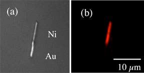 Nanowires Selectively functionalized Au-Ni wire Reflected