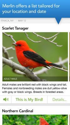 Then, almost like magic, it reveals the list of birds that best match your description.