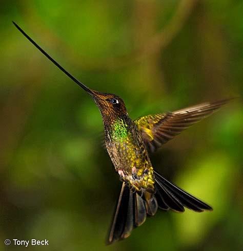We also look for Black-faced Ibis, Andean Lapwing, and a high-elevation hummingbird, the Andean Hillstar.