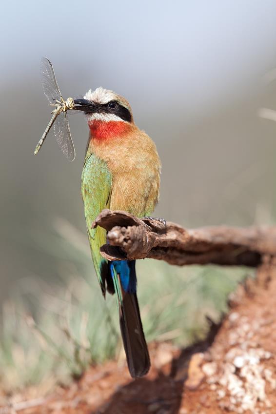 I was expecting this bird to do that and was ready for it when it did. Here is another bee-eater at the same perch. This one had a beautiful dragonfly with iridescent wings.