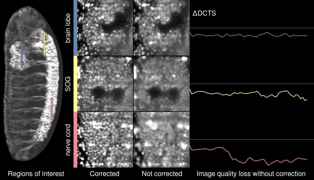 Supplementary Video 4 Recovery of cellular resolution in deep tissue layers by adaptive imaging Quality comparison of corrected and uncorrected time-lapse image data in deep tissue regions of a
