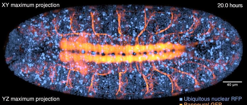 Supplementary Video 8 Spatiotemporally adaptive two-color imaging of nervous system development Spatiotemporally adaptive two-color imaging of Drosophila embryonic development, using a ubiquitous