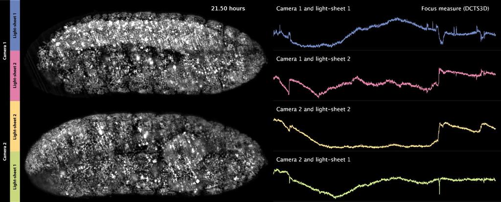 Supplementary Video 10 Example of system drift during non-adaptive long-term imaging Example of a failed time-lapse imaging experiment of Drosophila embryogenesis (His2AvmRFP1 embryo with