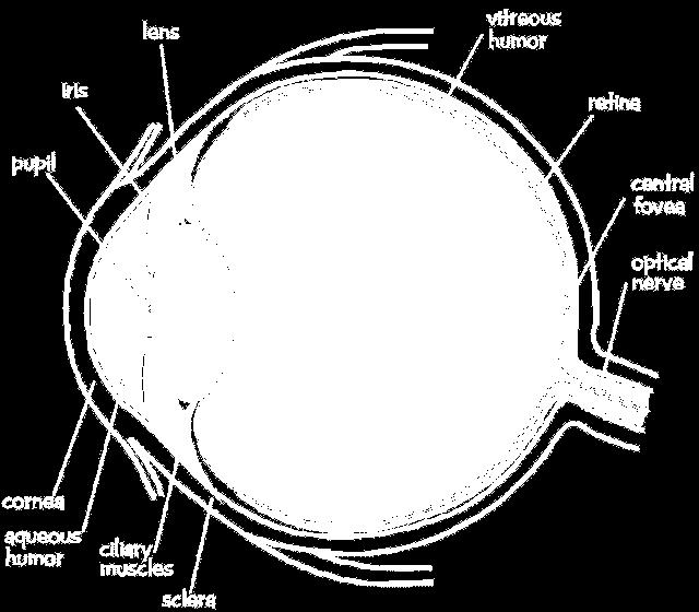 Physiology of the Eye The eye: The