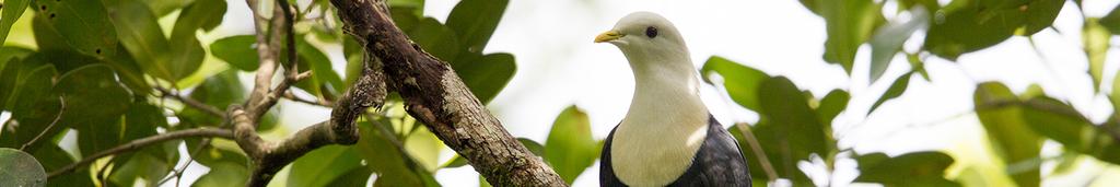 GUBARA (Photo Above - Banded Fruit-Dove) GPS -12.836990, 132.