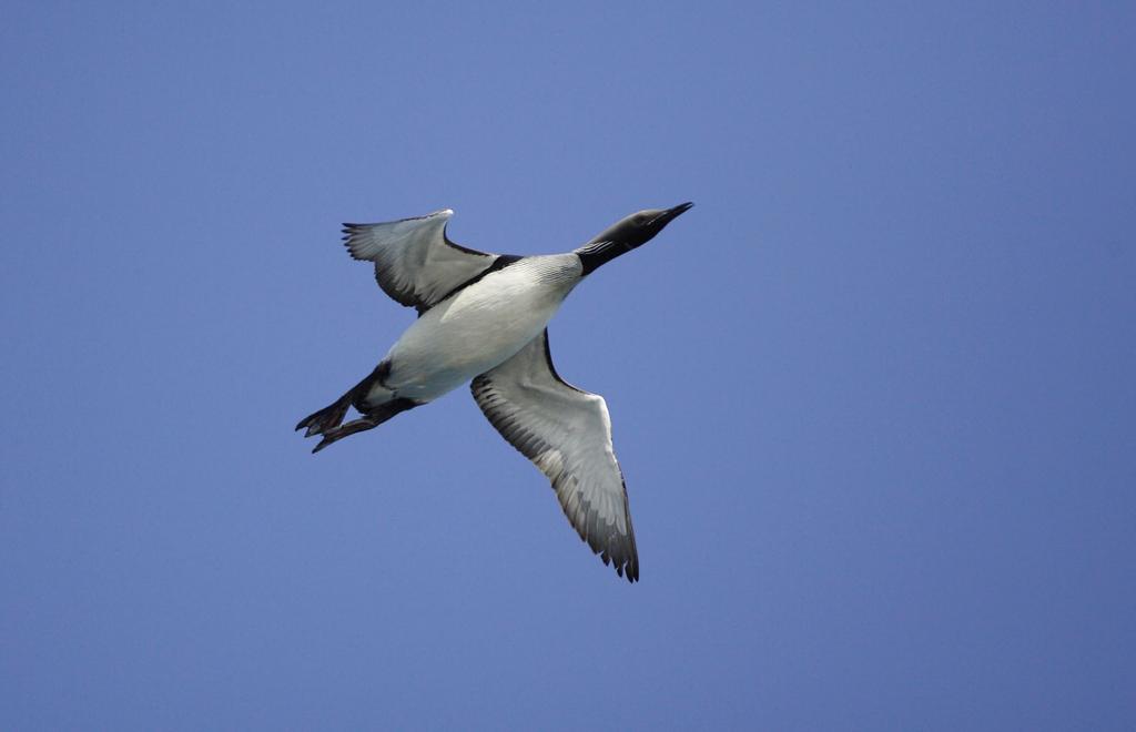 Black-throated Diver on migration flight. Photo: Antti Below. 3.