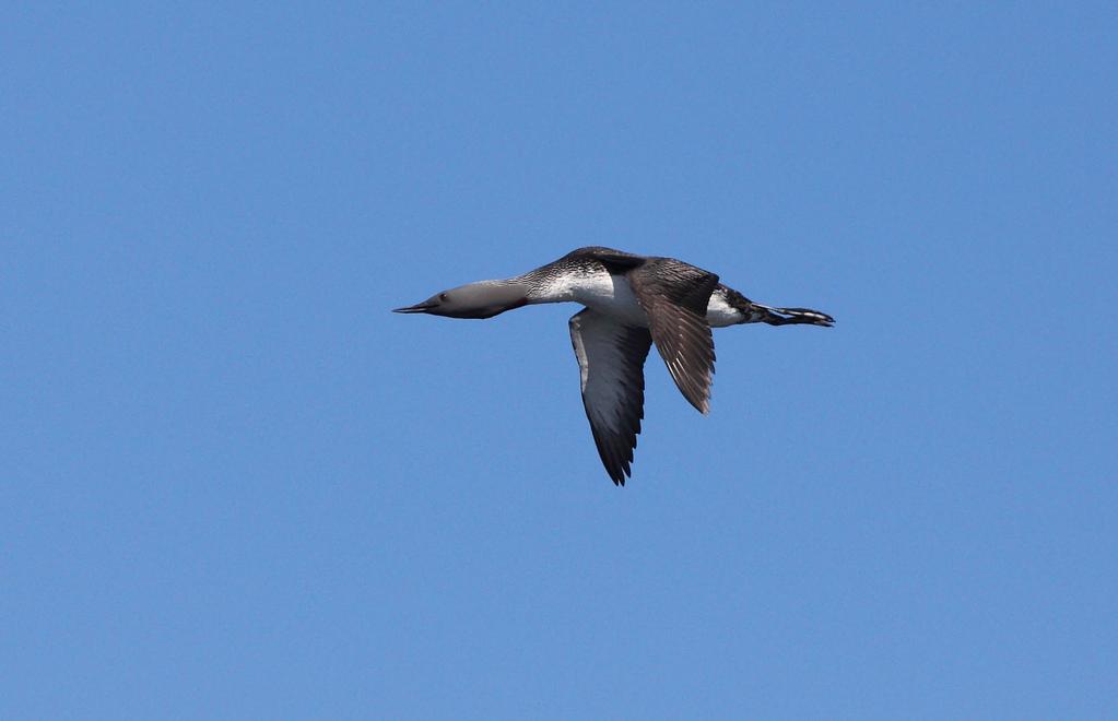 Red-throated Diver on migration flight. Photo: Antti Below. 3.