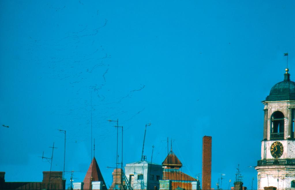 Mass migration of Brent Geese over Vyborg. Photo: Jari Kontiokorpi. 4 Geese Vyborg is a city of geese, Brent Geese and Barnacle Geese in particular.