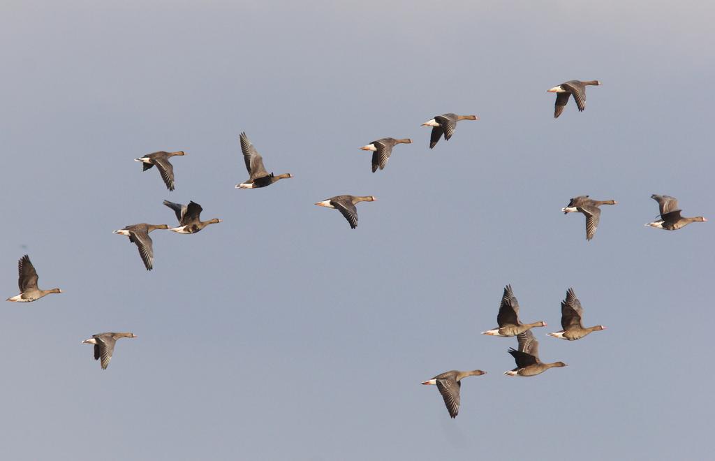 A mixed flock of White-fronted and Bean Geese. Photo: Antti Below. 4.