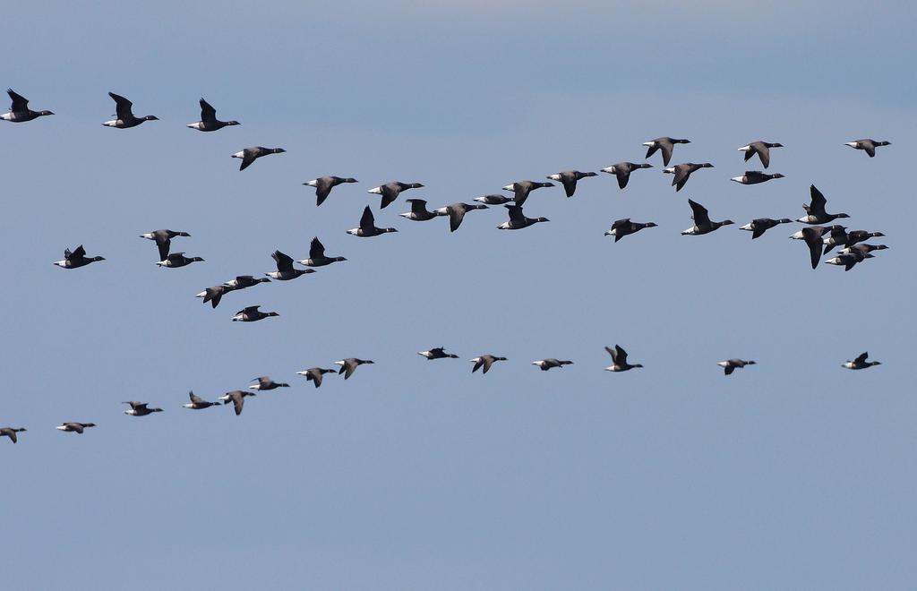 Brent Geese heading towards tundra. Photo: Antti Below.