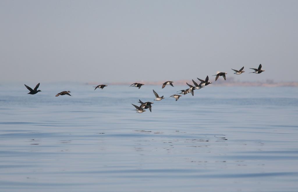 A mixed flock of Long-tailed Ducks and Common Scoters in the early morning light. Photo: Antti Below.