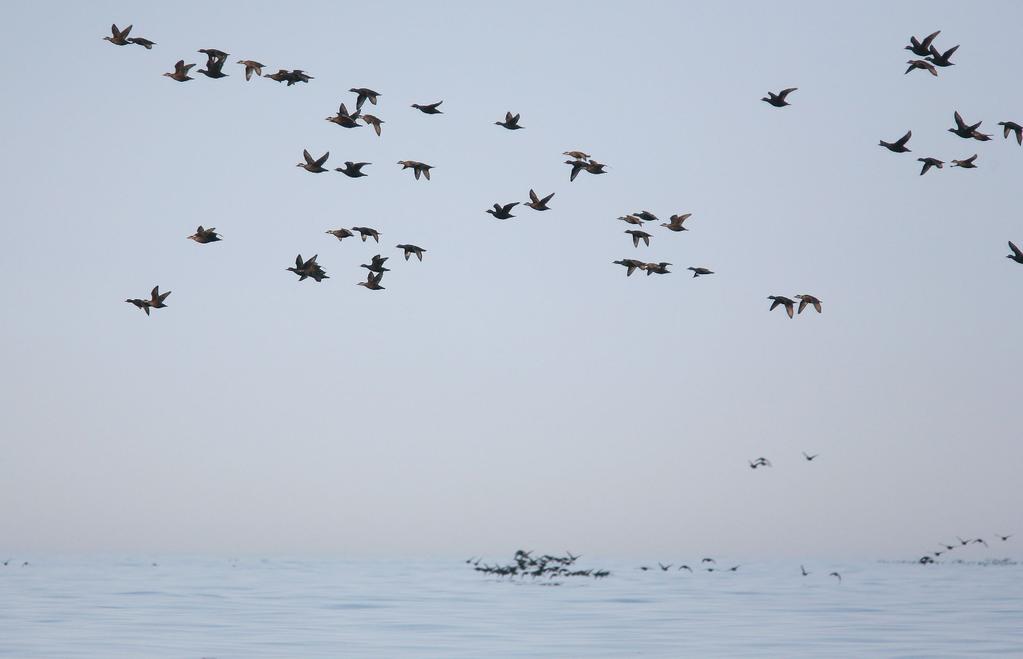 Common Scoters like to migrate in still weather. Photo: Antti Below.