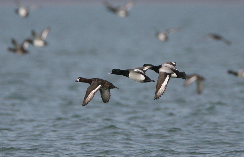 The migration route of Scaups follow the coast of Kurortny District. Photo: Antti Below. The main migration route of the Scaup, like that of the Velvet Scoter, runs southeast of Vyborg.
