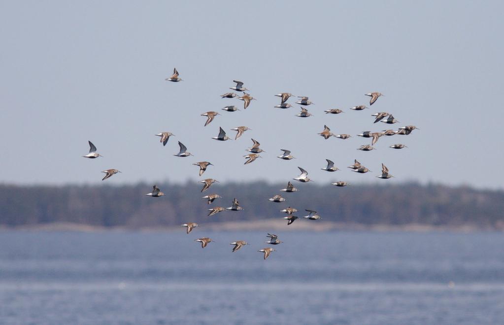 Dunlin is the most numerous wader passing Vyborg. Photo: Antti Below. 6.