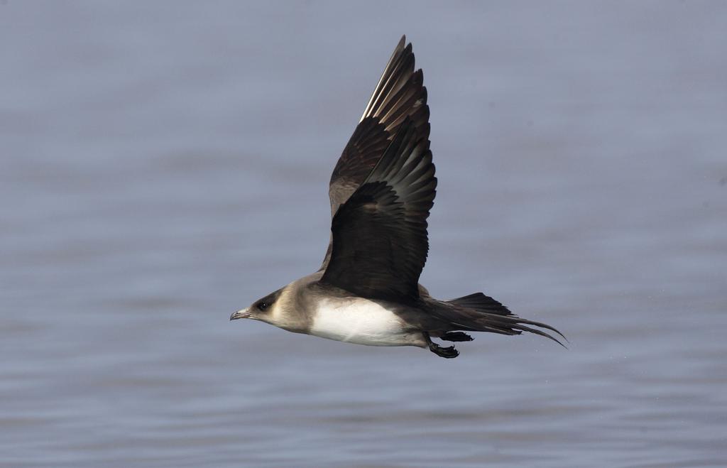 A light morph representative of Arctic Skua. Photo: Antti Below. The share of the dark morph in the combined material from Vyborg and Kurortny District was 17%.