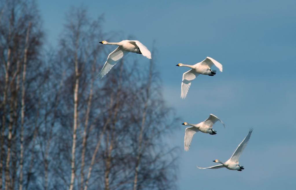 Bewick s Swan is an irregular migrant in May. Photo: Antti Below. Little Gulls Hydrocoloeus minutus migrated abundantly through Kurortny District.