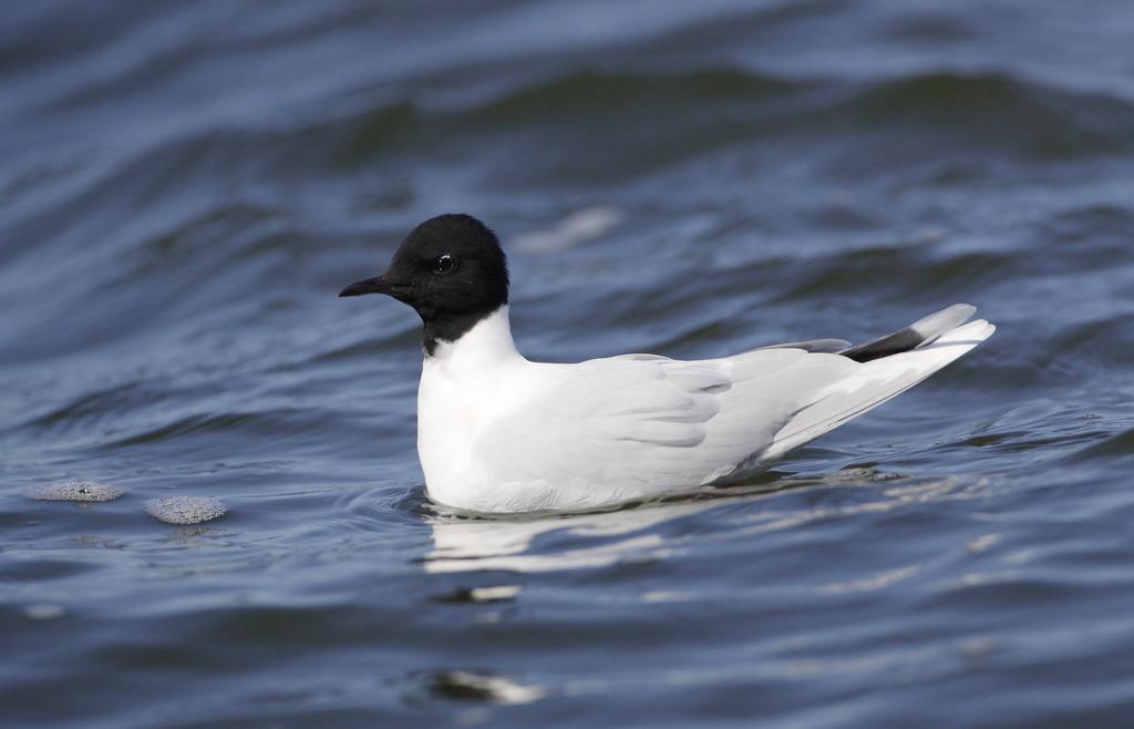 Elegance of Little Gull. Photo: Antti Below. Figure 41. Average sums of Little Gulls per observation hour in Kurortny District, 1994 1995 (n = 10,207). ind.