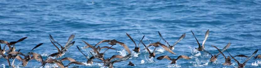 Balearic Shearwater - Puffinus mauretanicus The Spanish marine SPA network in a glimpse With INDEMARES, the network of marine SPAs incorporated 39 new sites and 49,124 Km 2, representing a 20-fold
