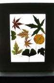 All About Leaves Natural Resources Let s collect, identify and preserve leaves!