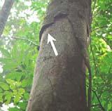 Roosting Preferences Species Tree cavities
