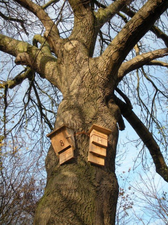 4 Integrated bat boxes Integral or integrated bat boxes can be built into the walls or masonry of built structures.