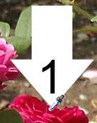 Rose #2 is more unsaturated. The red peak in the wavelength plot for this rose is wider.