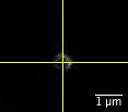 STED beam phase mask imaged with the 150nm gold beads merged with the gold bead recorded with the excitation beam.