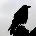 The Raven Once upon a midnight dreary, while I pondered weak and weary, Over many a quaint and curious volume of