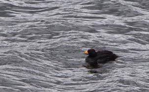 23. Black Scoter Amerikansk sjöorre (Melanitta americana) (2 sightings, 21 ind) 20 Resurrection Bay 16-6, 1 male Denali Highway Milepost 22 Tangle River 27-6 24.