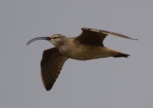 Whimbrel Småspov (Numenius phaeopus rufiventris) (7 sightings, 22 ind) 1 Dredge 7 Inn 18-6, 5 Nome River Mouth 19-6, 10 Coffee Dome 20-6, 1 Safety Sound 21-6, 1 display/song Denali Highway Milepost