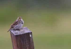 163. Lincoln's Sparrow Lincolnsparv (Melospiza lincolnii) (5 sightings, 15 ind) 2 Potter Marshes 15-6, 1 Beluga Lake 17-6, 1 Anchor Point 17-6, 10 Reflections Lake 23-6, 1 Wonder Lake 24-6 Two