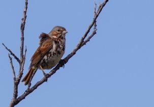 Savannah Sparrow Gulbrynad grässparv (Passerculus sandwichensis anthinus) (22 sightings, 99 ind) 1 Potter Marshes 15-6, 2 Homer Spit 17-6, 1 Anchor Point 17-6, 1 Kenai mudflats 17-6, 1 Nome River