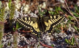Butterflies 1. Swallowtail Makaonfjäril (Papilio machaon) (5 sightings, 5 ind) 1 Coffee Dome 20-6, 1 Salmon River 21-6, 1 Milepost 34.