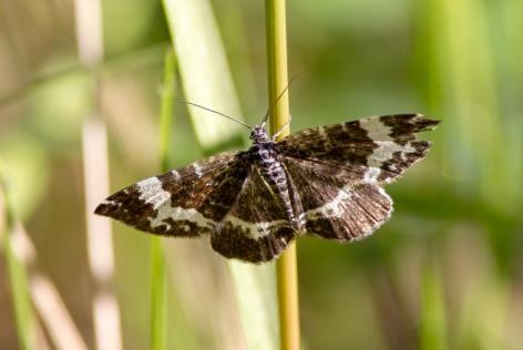 White- banded Black Moth Bandad björkfältmätare (Rheumaptera subhastata) (1