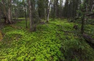Trifolium repens Hillside Park, Anchorage 29-6 77.