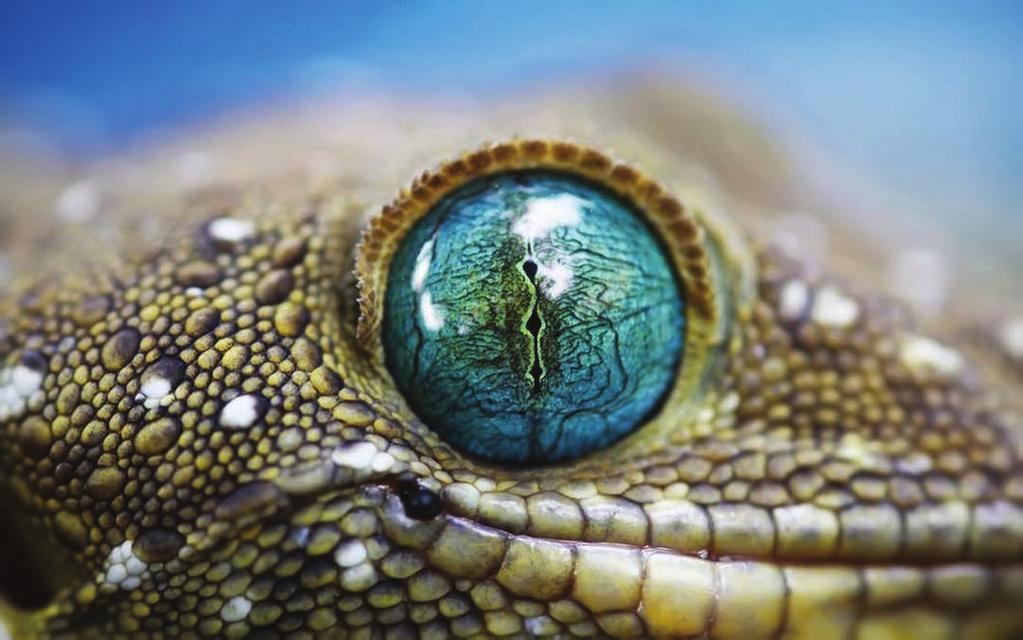 reptile eye,