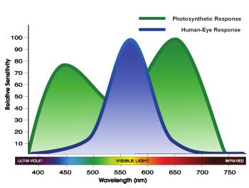 As you can see, the human eye perception of brightness along the spectrum is inverse to the photosynthetic response of plants.