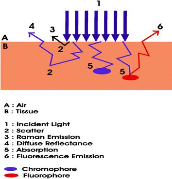 Light-Tissue Interactions Absorption (απορρόφηση) Scattering (σκέδαση) Both phenomena limit light penetration depth to