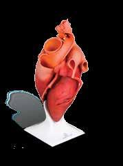 CJP parts realistically represent the final product s design intent Complex models, like this heart, can be printed with gradients on 3D Systems CJP printers Courtesy of Decker Brands Benefits of