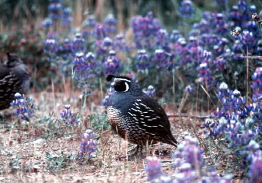How to Create Bird-Friendly Habitat Plant native plants when landscaping, mimic the surrounding natural areas and open spaces.