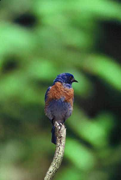 How to Create Bird-Friendly Habitat Leave dead trees or dead limbs for cavity nesting species such as woodpeckers, bluebirds,