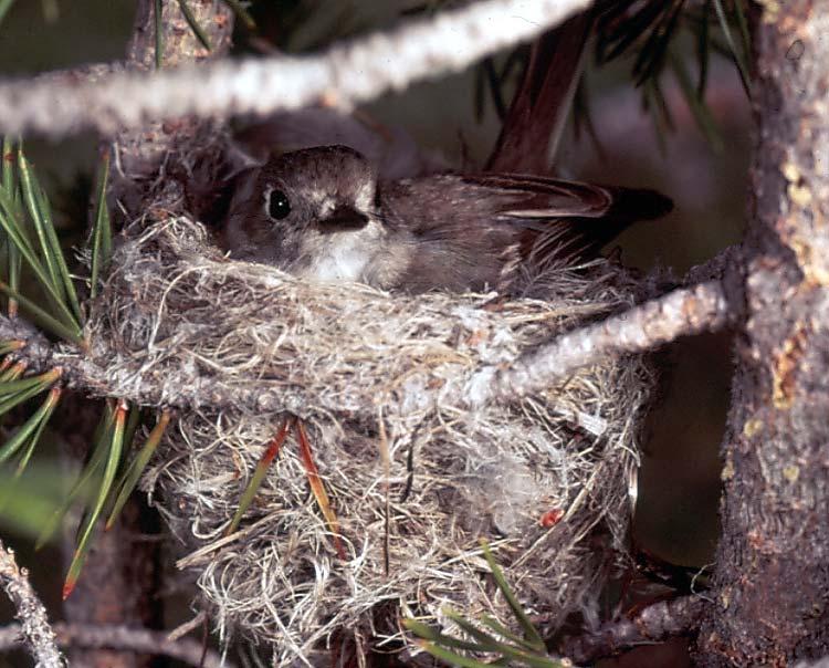 How to Create Bird-Friendly Habitat Limit Disturbance! Avoid disturbing nesting birds during the breeding season (April - July).