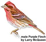 Declining Bird Populations Purple Finch declines, Jackson County Log(# cap tu re s p er net hour) 2.50 2.00 1.50 1.