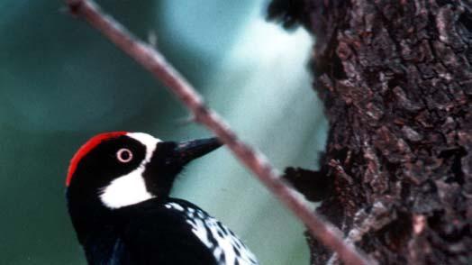 Understanding Bird Nesting Requirements How birds